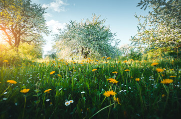 Aufkleber - Blooming apple orchard and green grove with dandelions on a sunny day. Photo wallpaper.