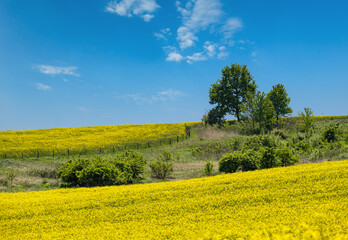 Wall Mural - spring rapeseed yellow blooming fields