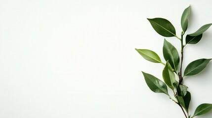 Poster - simple and clean composition, with a pristine white background that highlights the subject in the foreground.