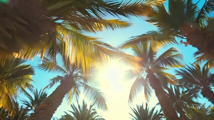 Wall Mural - Golden hour sun illuminates a lone coconut palm tree swaying among coconut palm trees