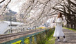 © LT - woman visit visit the cherry blossom in  hitome senbonzakura in sendai, Japan