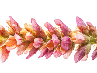 Wall Mural - Detailed image of a series of flowers in various hues of pink and yellow, with a prominent stem, and a dynamic colorful background.