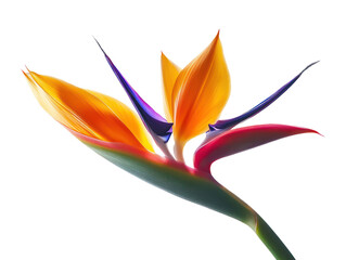 Wall Mural - Striking image of a bird of paradise flower, rendered in vibrant colors and an abstract design.  The flower's petals are highlighted in orange and yellow, contrasting with purple and red accents.