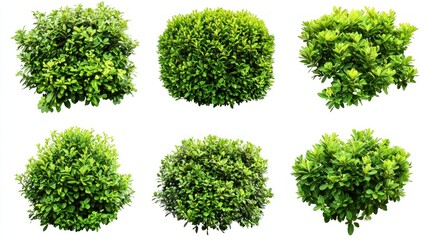 Set of garden bushes with fine-leaved texture and bright green tones on a white background.