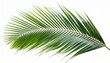© Enrique - coconut palm leaf isolated for object and retouch design