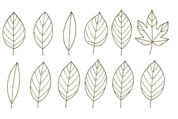 Poster - Detailed line drawings of various leaves showcasing their unique shapes and structures in a minimalist style