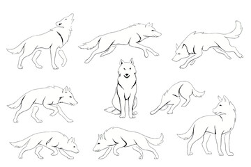 Poster - Various poses of a wolf illustrated in a simple artistic style showing different movements and expressions