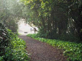 Wall Mural - walking path in a forest park with green trees and fog, silhouette of a man with dog in a fog create
