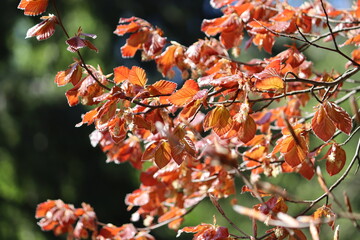 Wall Mural - Red foliage of European beech (Fagus sylvatica) in spring garden