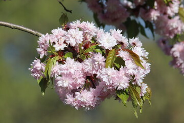 Wall Mural - Branch with double flowers of Japanese cherry (Prunus serrulata)