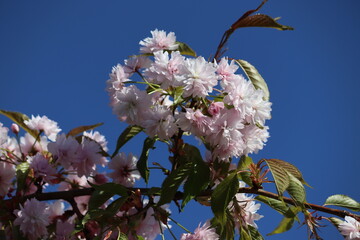 Wall Mural - Branch with double flowers of Japanese cherry (Prunus serrulata) against blue sky
