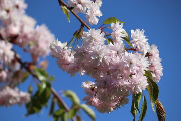 Wall Mural - Branch with double flowers of Japanese cherry (Prunus serrulata) against blue sky