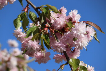 Wall Mural - Branch with double flowers of Japanese cherry (Prunus serrulata) against blue sky