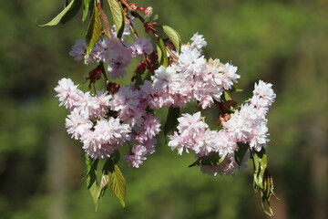 Wall Mural - Branch with double flowers of Japanese cherry (Prunus serrulata)