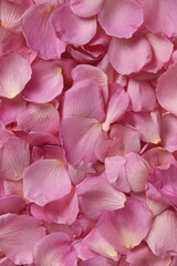 Poster - Romantic floral backdrop showcasing a delicate arrangement of soft pink rose petals creating a textured surface perfect for elegant designs and backgrounds