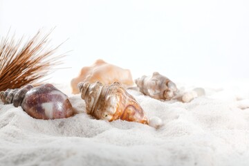 Poster - Seashells on White Sand Beach in Warm Light Elegant Composition Coastal Theme Summer Vacation Concept Marine Life Still Life Focus on Shells