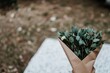 © pham - 墓前に捧げられた花束の優雅さと静謐さが漂う瞬間