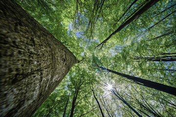 Wall Mural - a stunning and captivating view of lush green treetops and beautiful sunlight from below