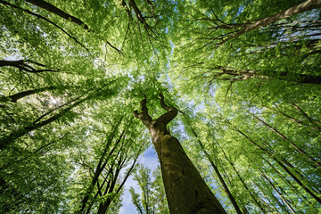 Wall Mural - a majestic and beautiful forest canopy enveloped with lush and vibrant green leaves