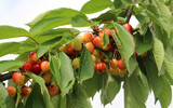 On a tree branch, ripe berries sweet cherry (Prunus avium)