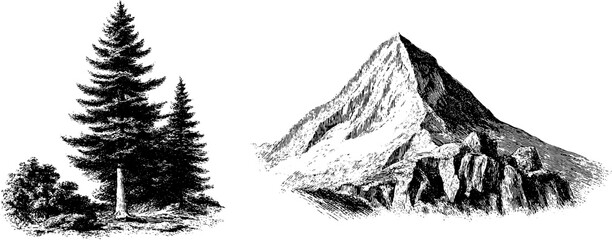 Engraved illustration of mountain pine and rugged rock formation for nature design