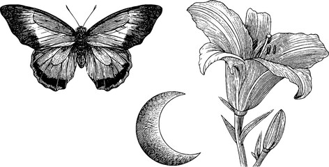 Poster - Engraved butterfly and flower with crescent moon design for art projects