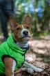 © mikhailgrytsiv - Basenji in the park on a sunny summer day. Basenji lying on the grass.