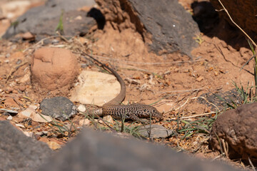 Wall Mural - A Whiptail lizard hunts for insects among the sandstone and basalt rocks and the sparse grass in the desert country of Southern Utah USA on a hot spring day. 