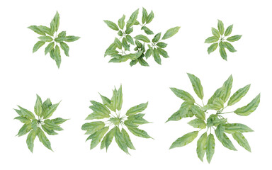 Wall Mural - Top view of 3d gren plant Cyclanthus bipartitus on transparent background, png illustration