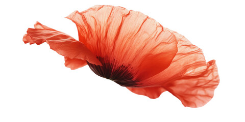  This is a macro photograph of a single, red flower petal with translucent qualities and delicate folds.