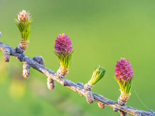 Wall Mural - Larch tree fresh pink cones blossom at spring on nature background