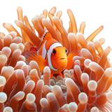 Vibrant clownfish peeking out of an isolated sea anemone element, bright orange and white, detailed texture