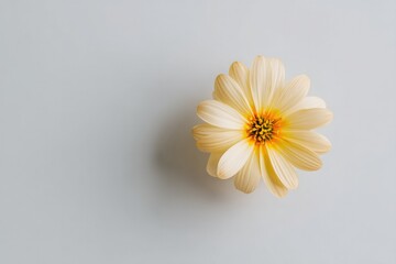 Poster - single minimalistic flower centerpiece on light background showcases elegance and simplicity