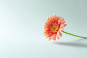 Poster - single minimalistic flower centerpiece on light background showcases elegance and simplicity
