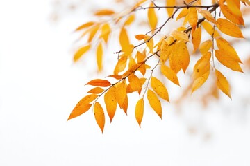 Poster - capture minimalistic image of autumn leaves and branches against isolated white background