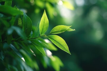 Poster - close-up of green leaves in nature reserve with sunlight filtering through evoking sense of peacefulness and natural