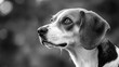 © Letitia - Black and white close-up of a beagle dog looking upwards with a thoughtful expression.