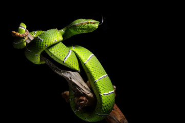 Wall Mural - sulawesi green pit viper (tropidolaemus subannulatus) on branch, tropidolaemus subannulatus on isola