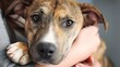 © ckybe - Find your furry soulmate—adopt a pet today and unleash unconditional love!