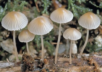 Poster - Close-up of seven small, light brown mushrooms growing on a log in a forest.
