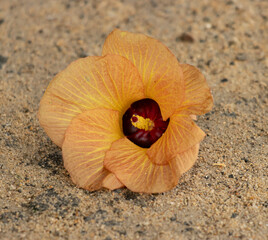 Wall Mural - beige flower on sand in nature