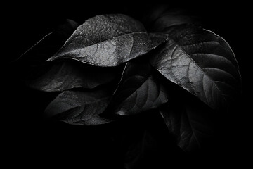Aufkleber - Close-up of dark, textured leaves against a black background.