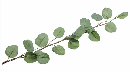 Leinwandbilder - Single stem of artificial eucalyptus with round, green leaves isolated on white background.