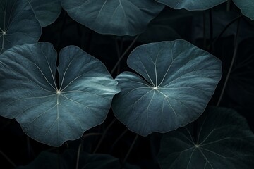 Aufkleber - Close-up of large, dark teal leaves with prominent veins, creating a lush, tropical backdrop.