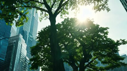 Canvas Print - Golden sunlight paints city trees in a beautiful sunset landscape
