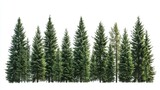 Majestic evergreen coniferous forest trees isolated on white background fir pine tall leaf wood view