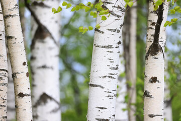 Wall Mural - spring birch forest with young leaves, abstract background of nature