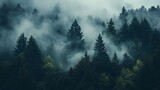 Misty forest landscape dark green trees foggy nature scene fir calm pine hill view moody eerie woods