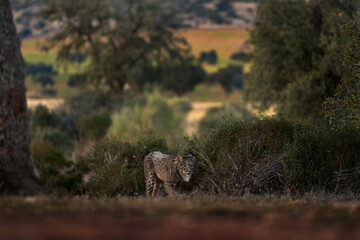 Wall Mural - iberian lynx, lynx pardinus, wild cat endemic to iberian peninsula in southwestern spain in europe. 