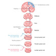 © Oleksandr Pokusai - tracing the spinothalamic tract, showing how pain and temperature signals travel from the body through the spinal cord to the brain diagram hand drawn schematic vector. Medical science educational